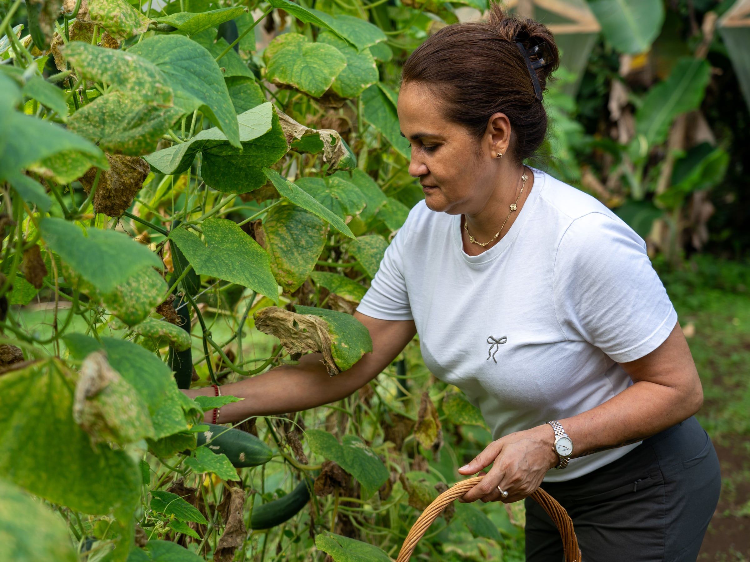 Yan, dueña y creadora de Yan's Bistro, cosechando en la huerta del restaurante en Horquetas de Sarapiquí